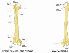 Image result for humero