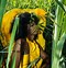 Image result for Colombian Black Woman