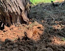 Image result for "grape-root-borer"