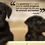 Image result for Feel Confident Animal Quotes