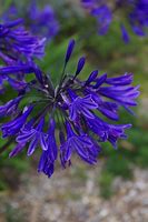 Image result for Agapanthus Midnight Star