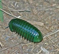 Image result for Giant Emerald Pill Bug
