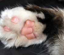 Image result for Cat Paw Infection