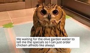 Image result for Squashed Owl Meme