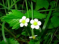 Image result for Fragaria Tenira