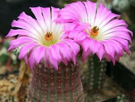 Image result for Arizona Rainbow Cactus