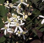 Image result for Clematis recta
