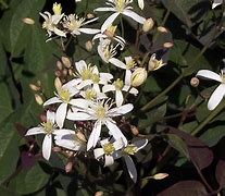 Image result for clematis_recta
