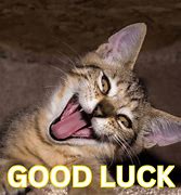 Image result for Free Good Luck Memes