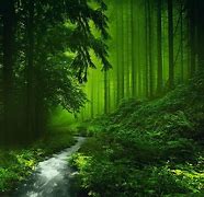 Image result for Photos of Green Forests