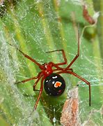 Image result for Redback Spider Black Widow