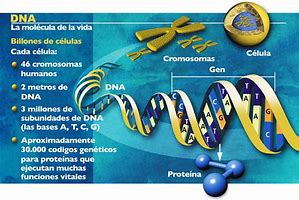 Image result for Que ES El Genoma