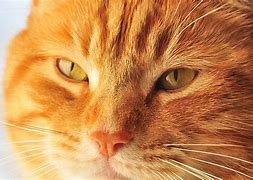 Image result for Cat Looking through Window