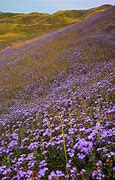 Image result for Purple Flowers California