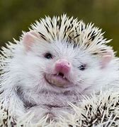Image result for Hedgehog for Pets