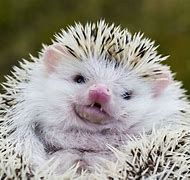 Image result for Domestic Hedgehog