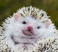 Image result for A Pet Hedgehog