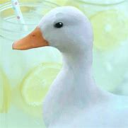 Image result for Duck PFP