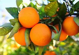 Image result for Are Orange Fruit Tree Perennials