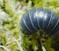 Image result for Pill Bug Green