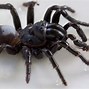 Image result for Sydney Spider Identification