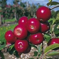 Image result for Red Devil Apple Tree