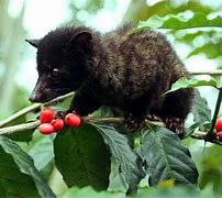 Image result for cherry red musang