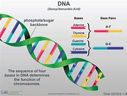 Image result for What Is Gene