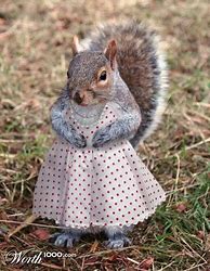 Image result for Squirrel Wearing Clothes