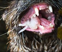 Image result for River Otter Teeth