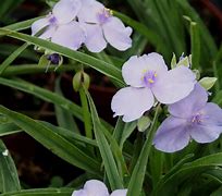 Image result for Tradescantia Little Doll