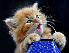 Image result for Tablet Wallpaper Cat Free Download