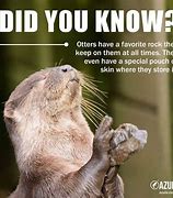 Image result for Sea Otter Rock Pouch