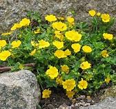 Image result for Potentilla verna Nana