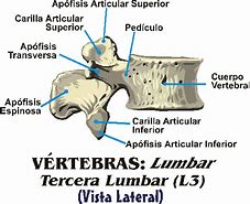 Image result for Vertebra Lumbar Vista Lateral