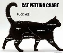 Image result for Cat Size Chart Meme