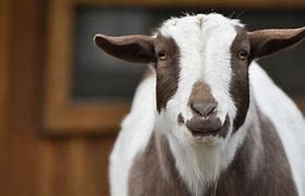 Image result for Mexico zoo director kills goat