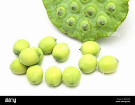 Image result for Fresh Lotus Seed
