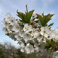 Image result for Prunus avium Stella