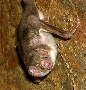 Image result for Vampire Bat Wings