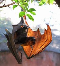 Image result for Sulawesi Flying Fox