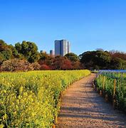 Image result for Tokyo Scenery