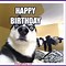 Image result for Dog Smiling Meme Birthday Funny