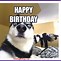 Image result for Funny Animal Birthday