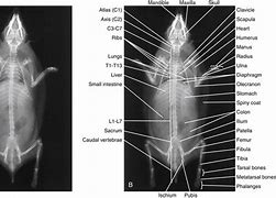 Image result for Hedgehog Internal Anatomy