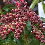 Image result for Pieris japonica Passion