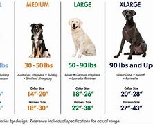 Image result for 14 Inches Dog