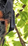 Image result for Egyptian Fruit Bat