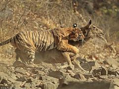 Image result for Tigers Killd