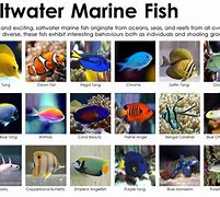 Image result for Freshwater vs Saltwater Fish